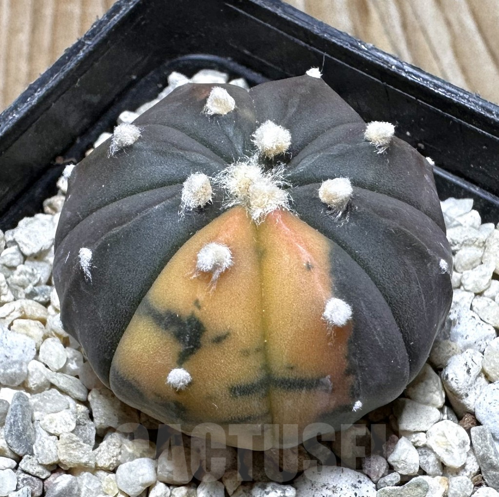SHPR37625 Astrophytum asterias ‘Red Purple Skin’ f. variegata