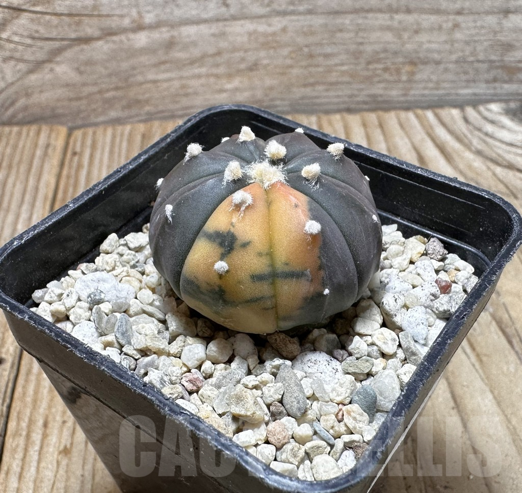 SHPR37625 Astrophytum asterias ‘Red Purple Skin’ f. variegata - Image 2