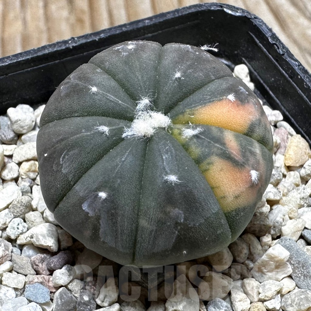 SHPR37626 Astrophytum asterias ‘Red Purple Skin’ f. variegata