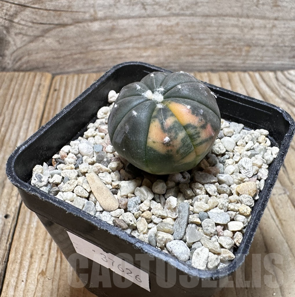 SHPR37626 Astrophytum asterias ‘Red Purple Skin’ f. variegata - Image 2