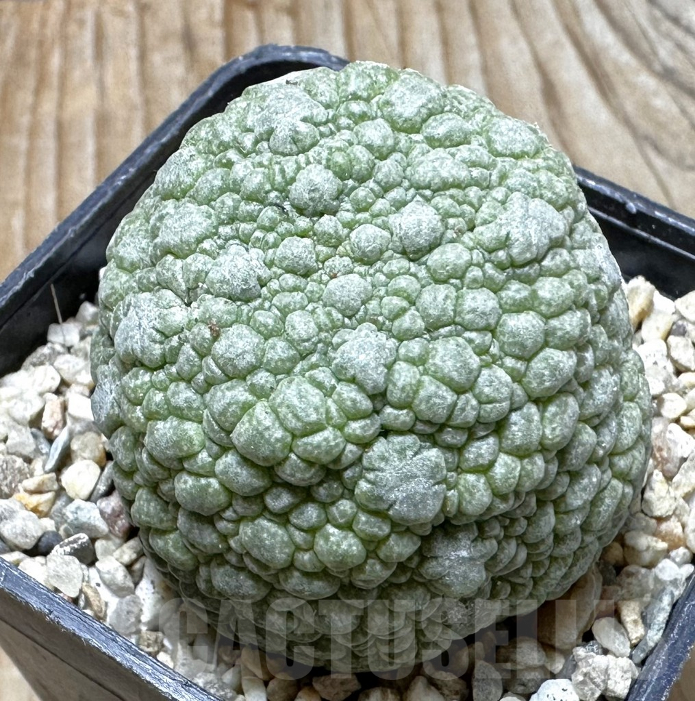 SHPR37612 Pseudolithos migiurtinus