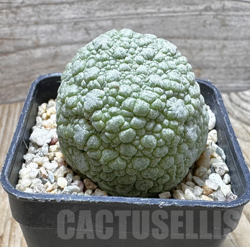 SHPR37612 Pseudolithos migiurtinus - immagine 2