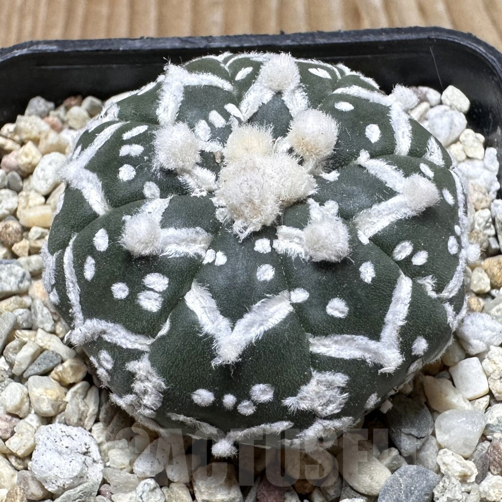 SHPR37634 Astrophytum asterias ‘Super Kabuto’ V-type f. nudum