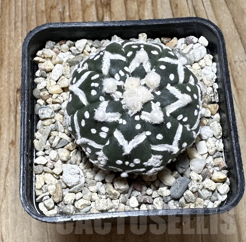 SHPR37634 Astrophytum asterias ‘Super Kabuto’ V-type f. nudum - Image 2