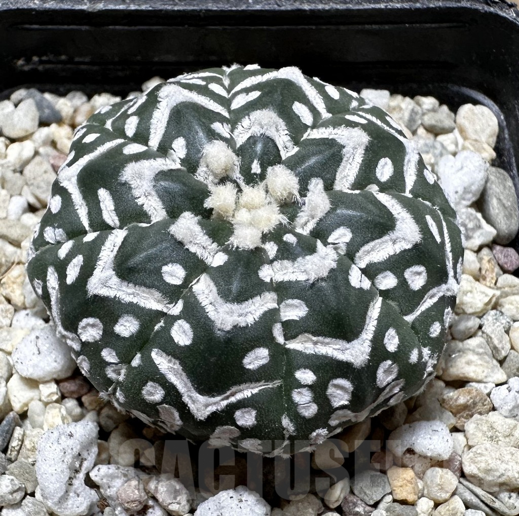 SHPR37635 Astrophytum asterias ‘Super Kabuto’ V-type f. nudum
