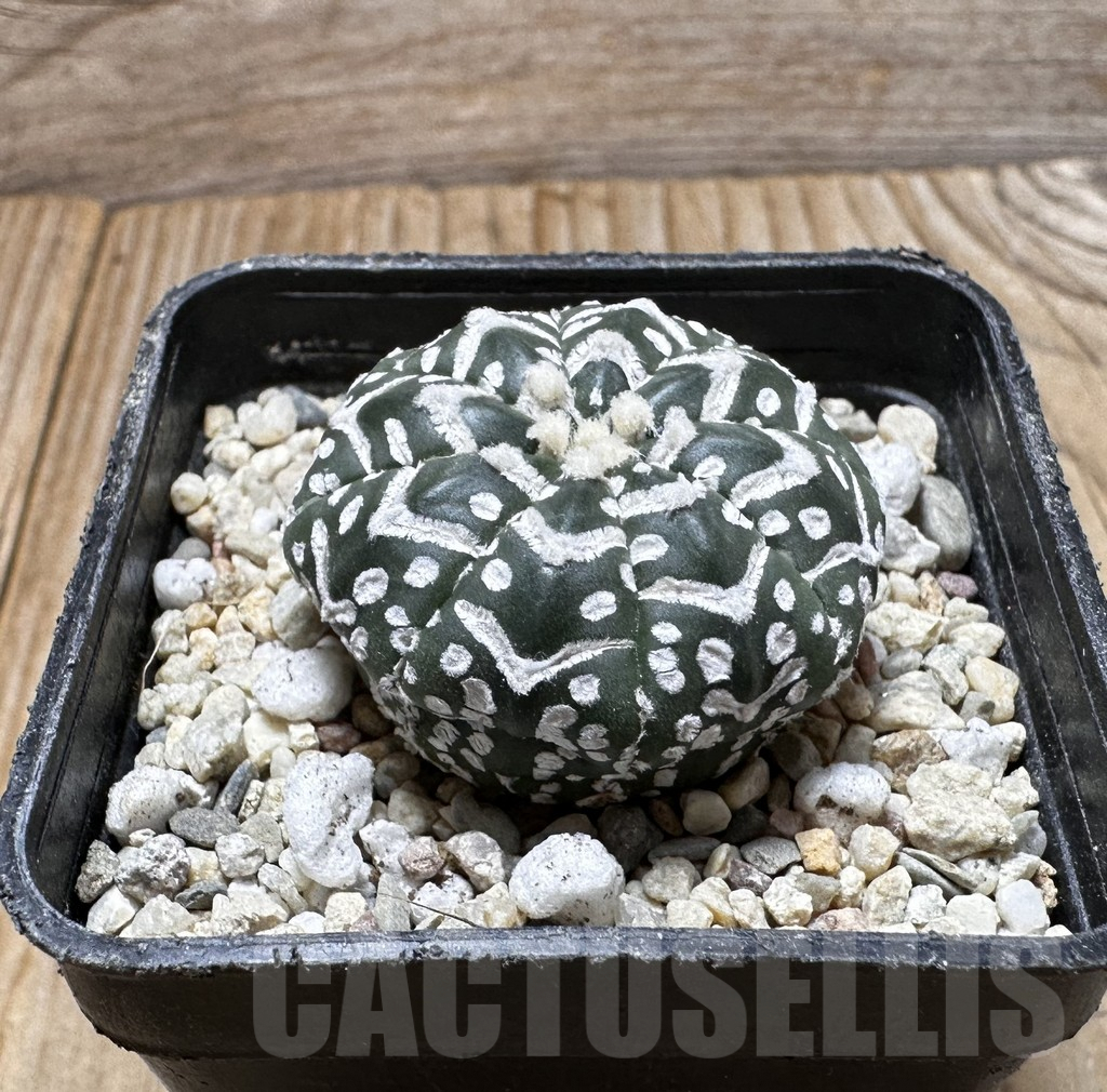 SHPR37635 Astrophytum asterias ‘Super Kabuto’ V-type f. nudum - Image 2