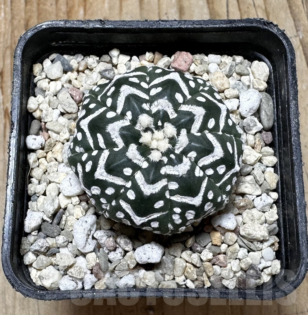 SHPR37635 Astrophytum asterias ‘Super Kabuto’ V-type f. nudum - Image 3