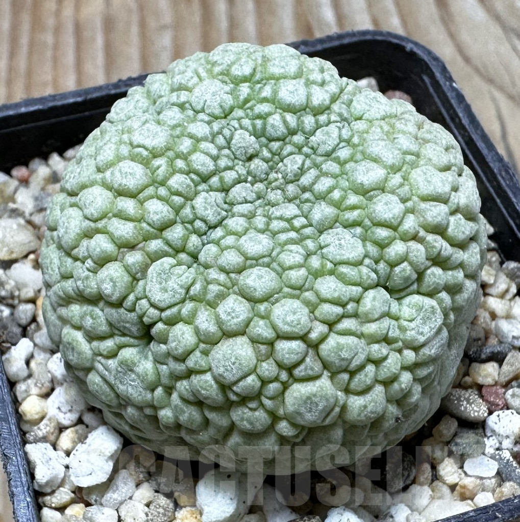 SHPR37613 Pseudolithos migiurtinus