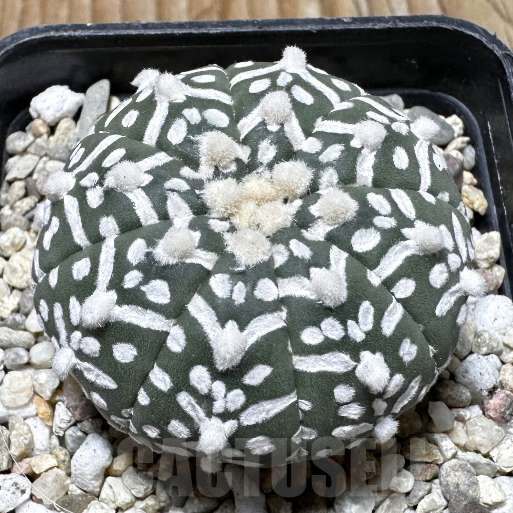 SHPR37640 Astrophytum asterias ‘Super Kabuto’ V-type