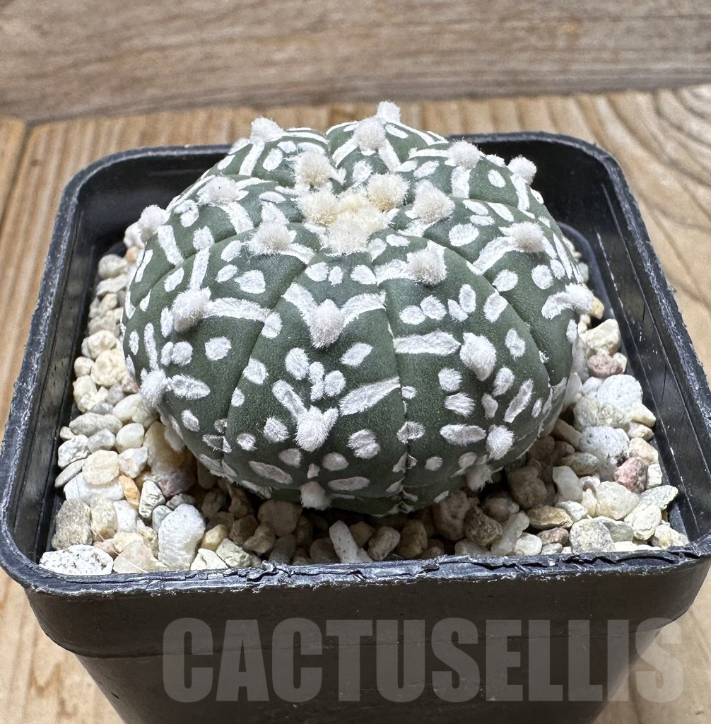 SHPR37640 Astrophytum asterias ‘Super Kabuto’ V-type - 画像 (3)