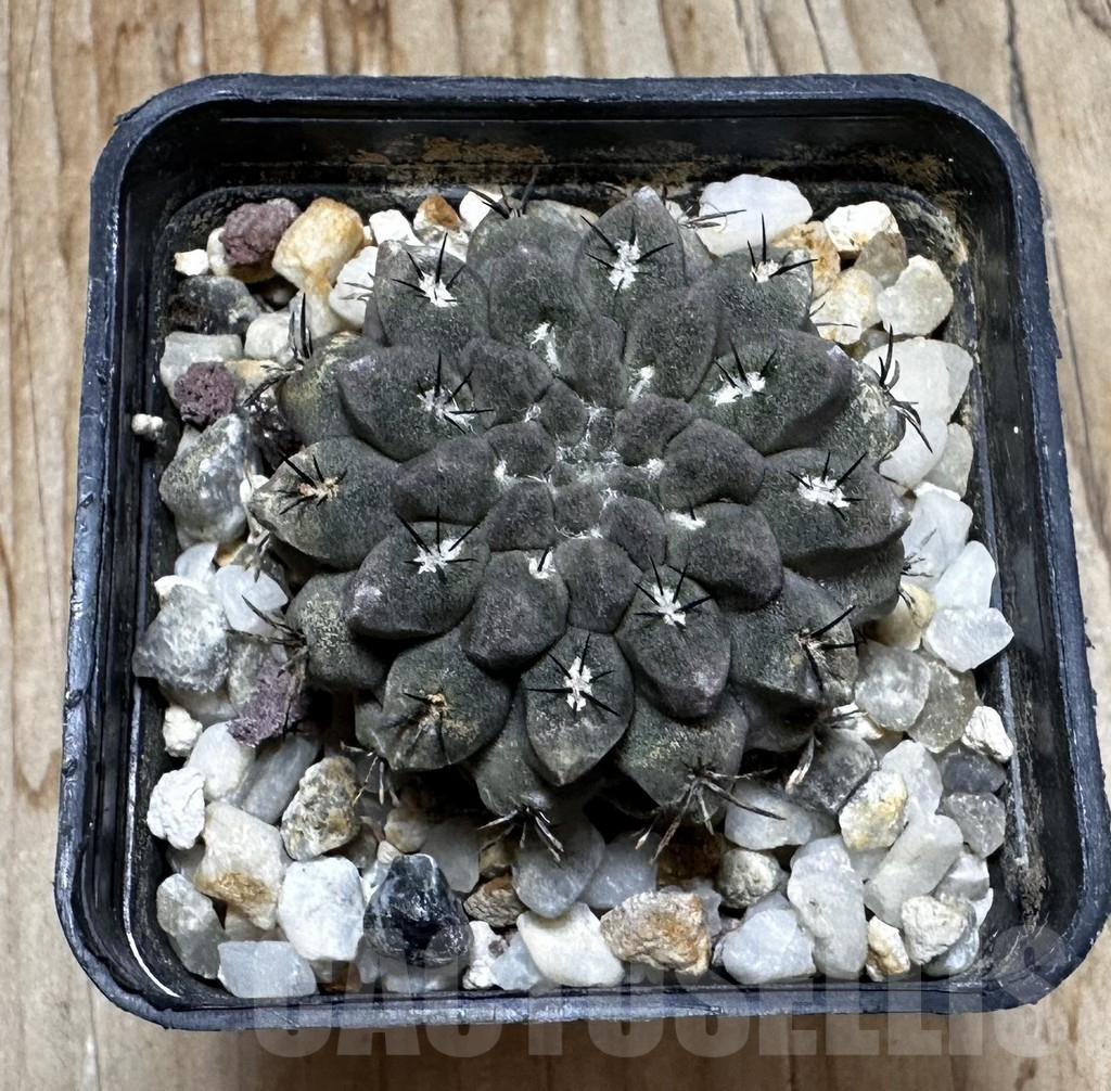 SHPR37755 Neochilenia aff. esmeraldana - Image 3