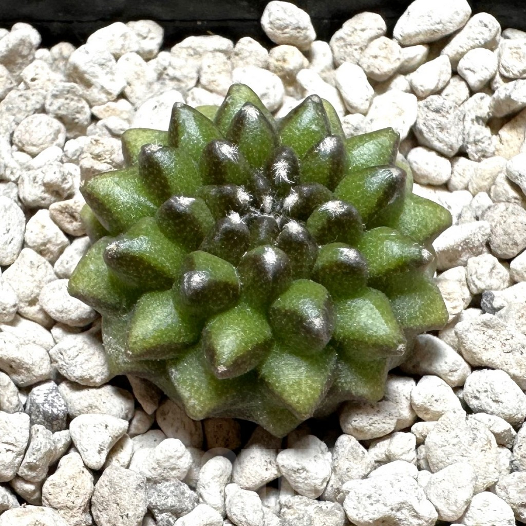 SHPR37733 Gymnocalycium mihanovichii ‘inermis’ seedling