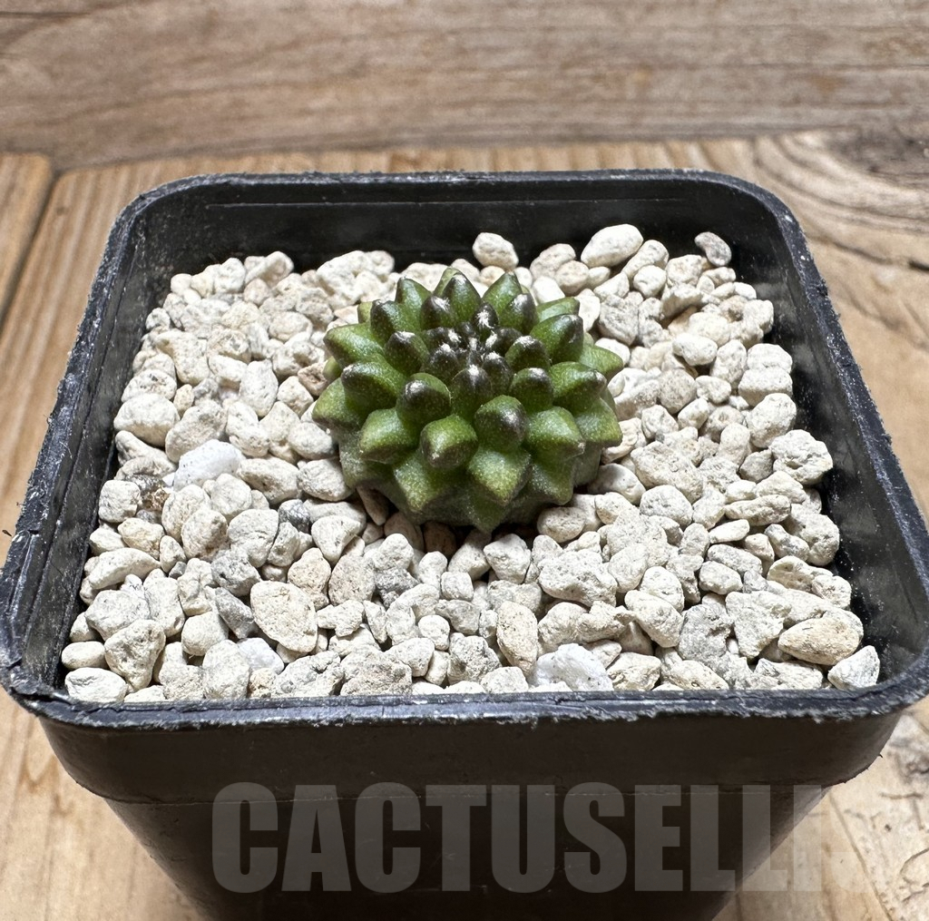 SHPR37733 Gymnocalycium mihanovichii ‘inermis’ seedling - Image 2
