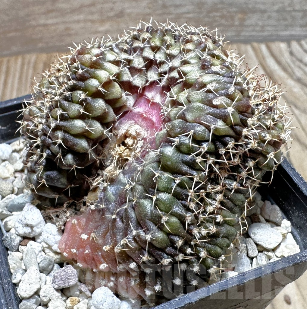 SHPR37735 Gymnocalycium mihanovichii f. cristata