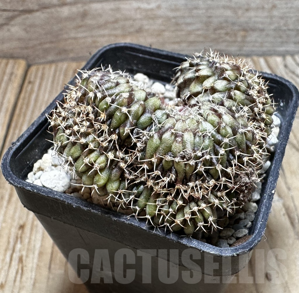 SHPR37735 Gymnocalycium mihanovichii f. cristata - Image 2