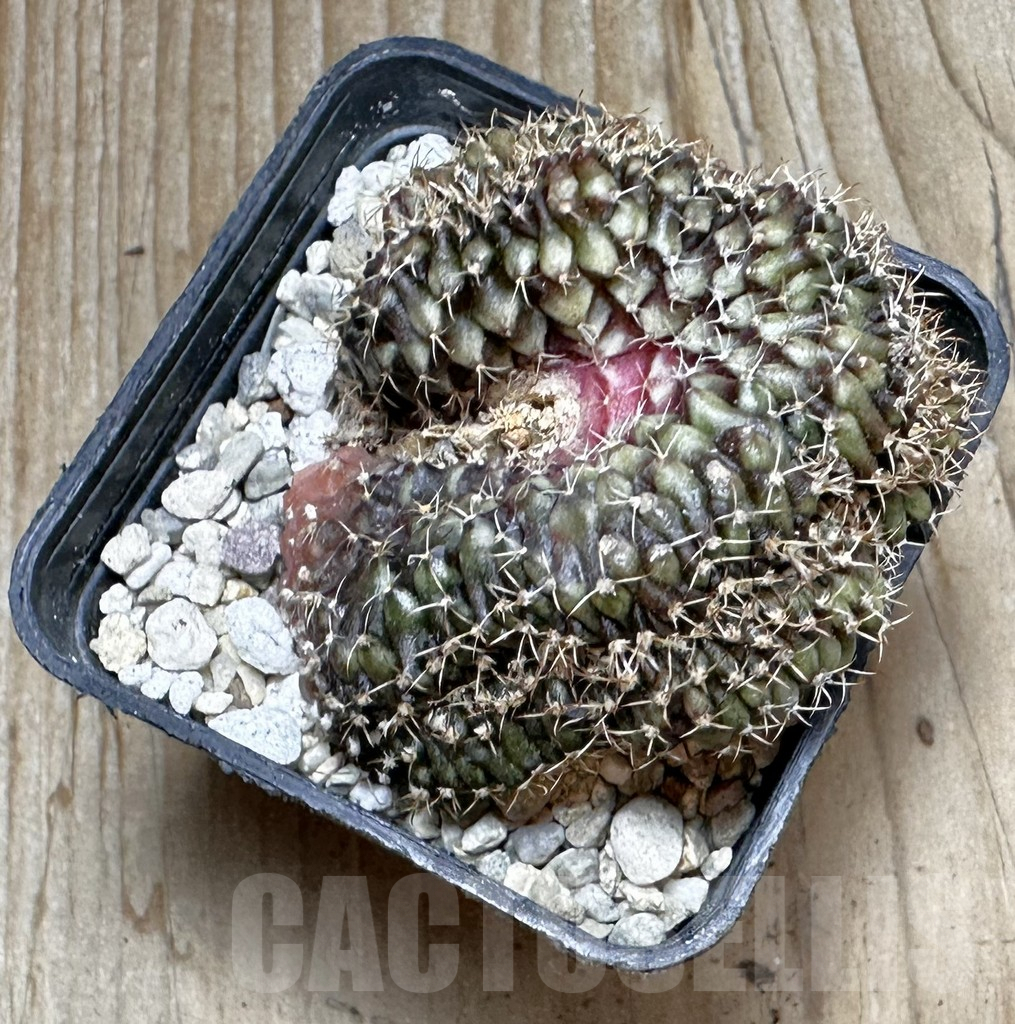 SHPR37735 Gymnocalycium mihanovichii f. cristata - Image 3
