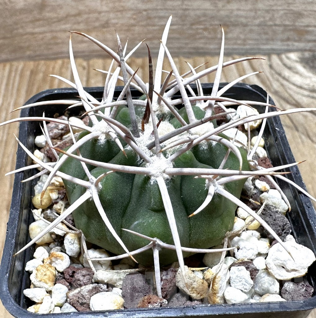 SHPR37737 Gymnocalycium ferocior