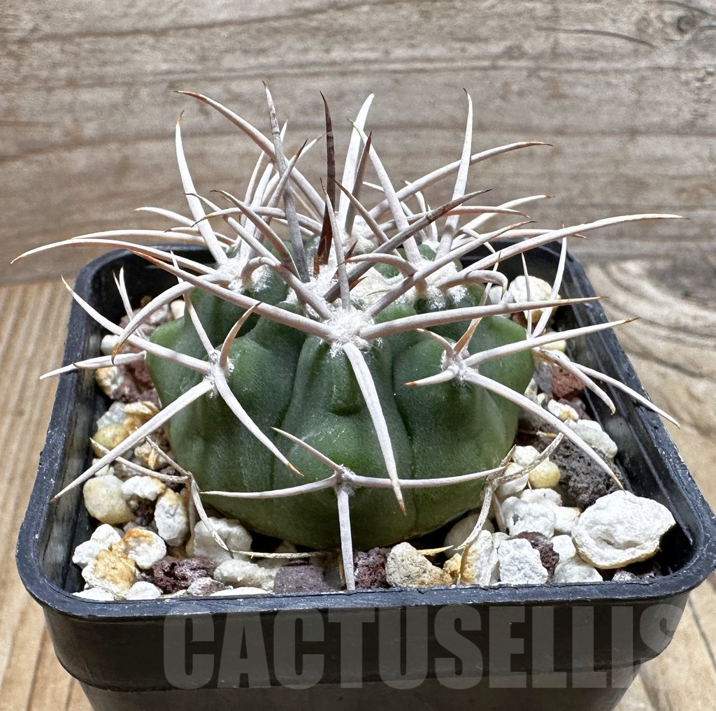 SHPR37737 Gymnocalycium ferocior - Image 2
