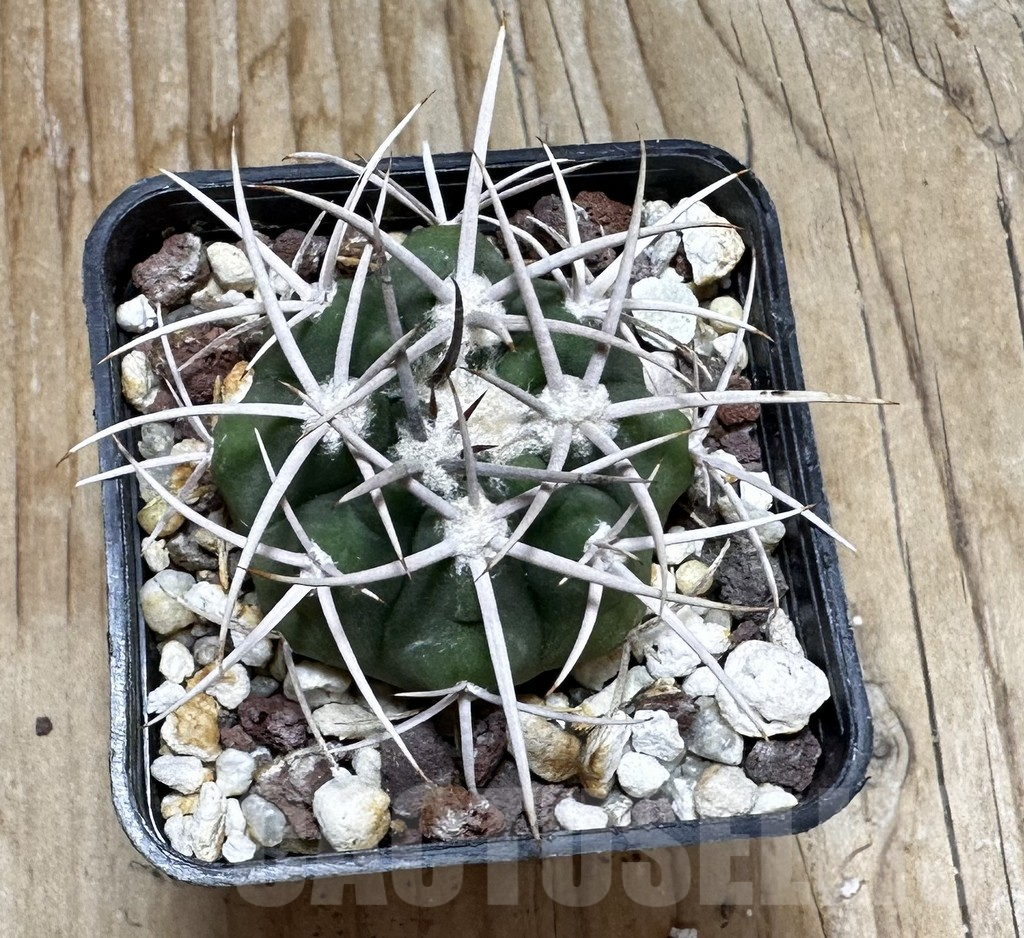 SHPR37737 Gymnocalycium ferocior - Image 3