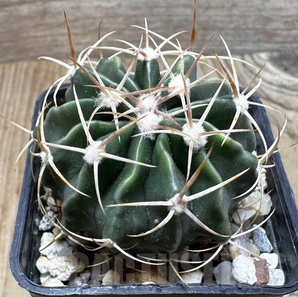 SHPR37738 Echinocactus texensis
