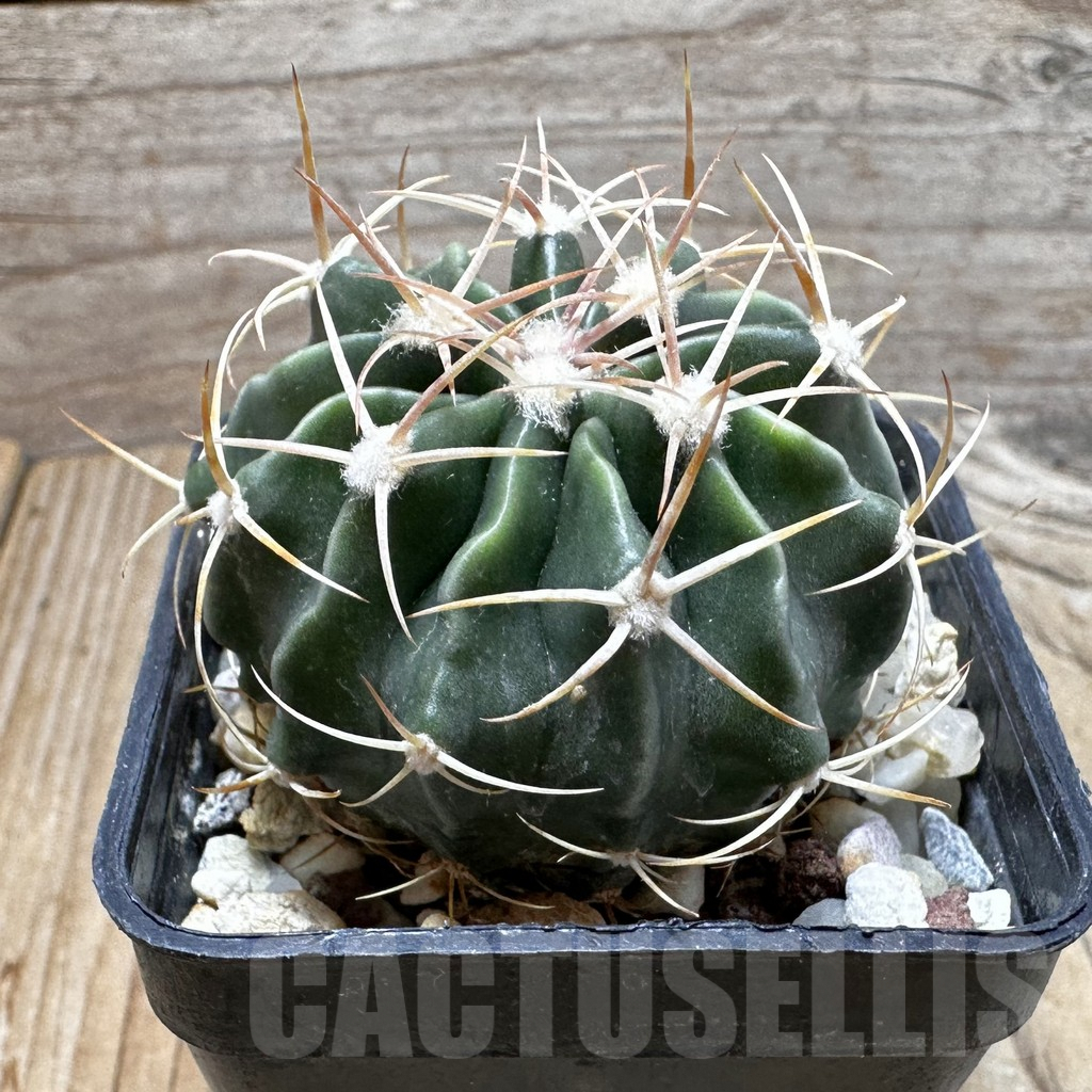SHPR37738 Echinocactus texensis - Image 3