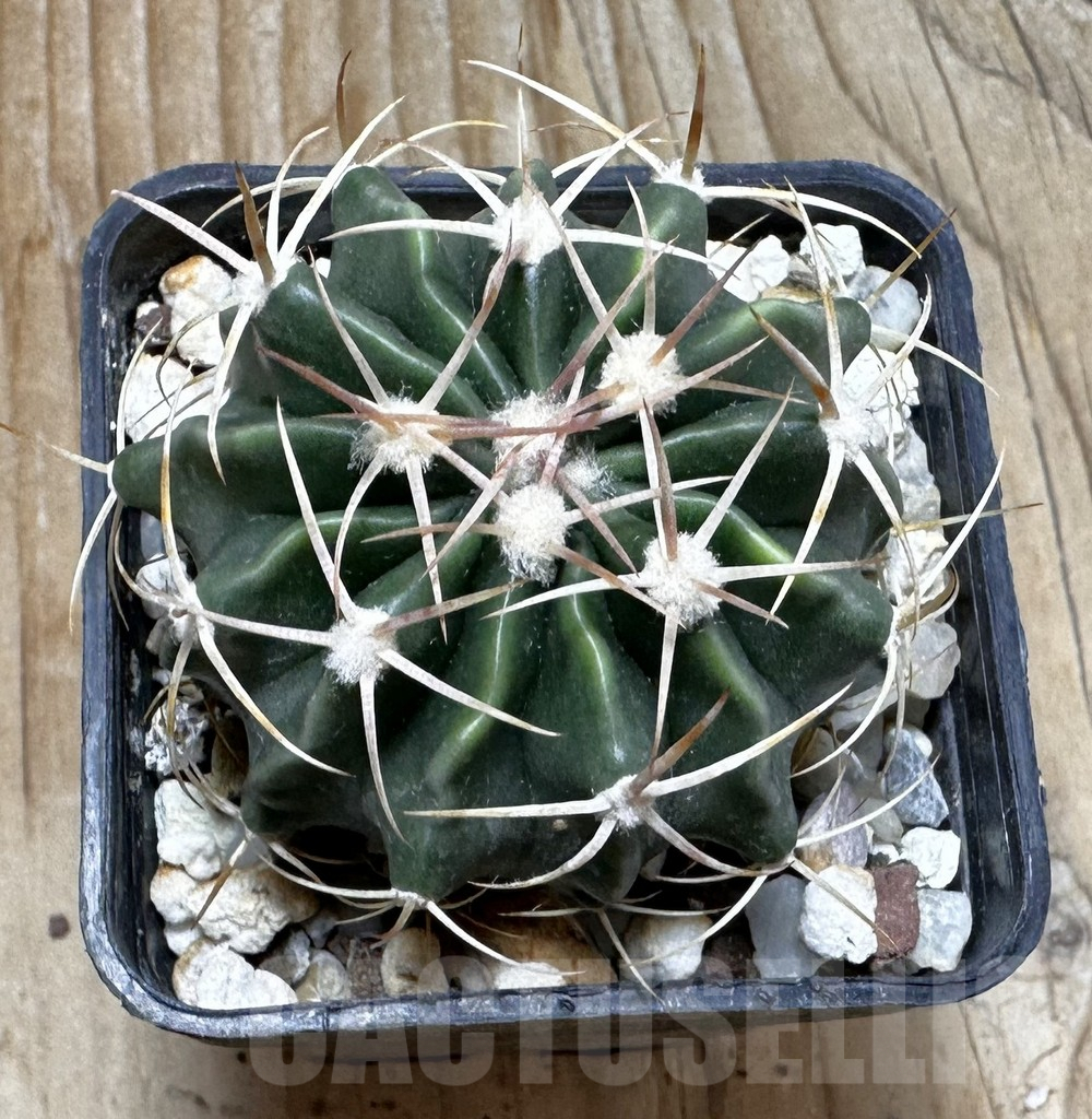 SHPR37738 Echinocactus texensis - Image 2