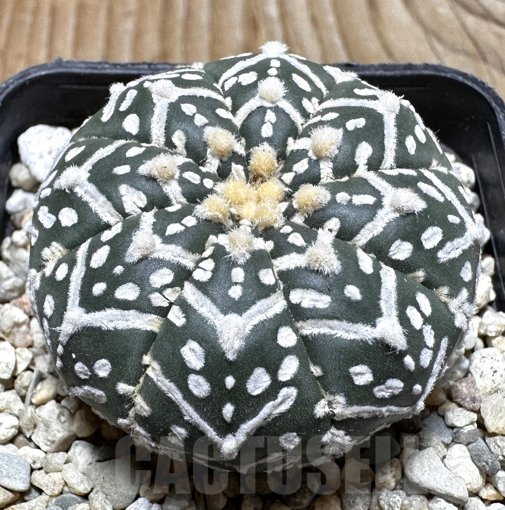 SHPR37739 Astrophytum asterias ‘Super Kabuto’ V-type