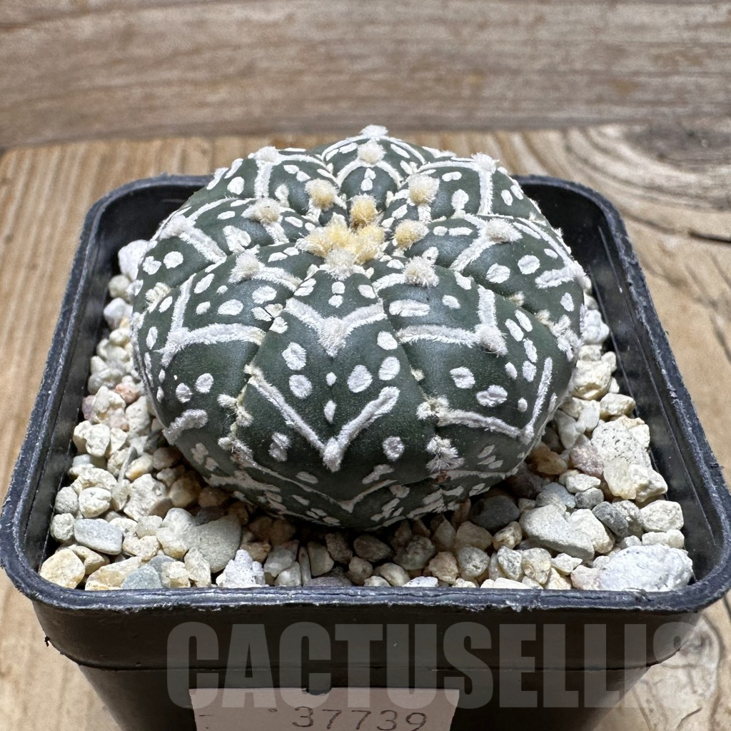SHPR37739 Astrophytum asterias ‘Super Kabuto’ V-type - Image 2