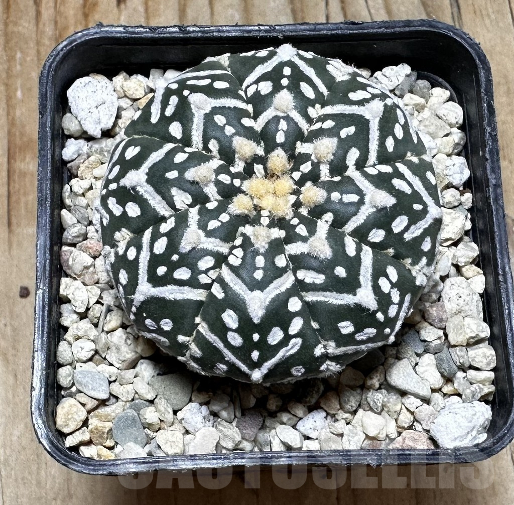 SHPR37739 Astrophytum asterias ‘Super Kabuto’ V-type - Image 3