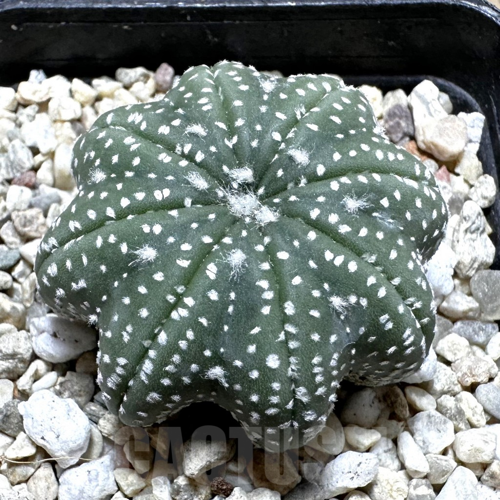 SHPR37740 Astrophytum asterias ‘Star Shape’