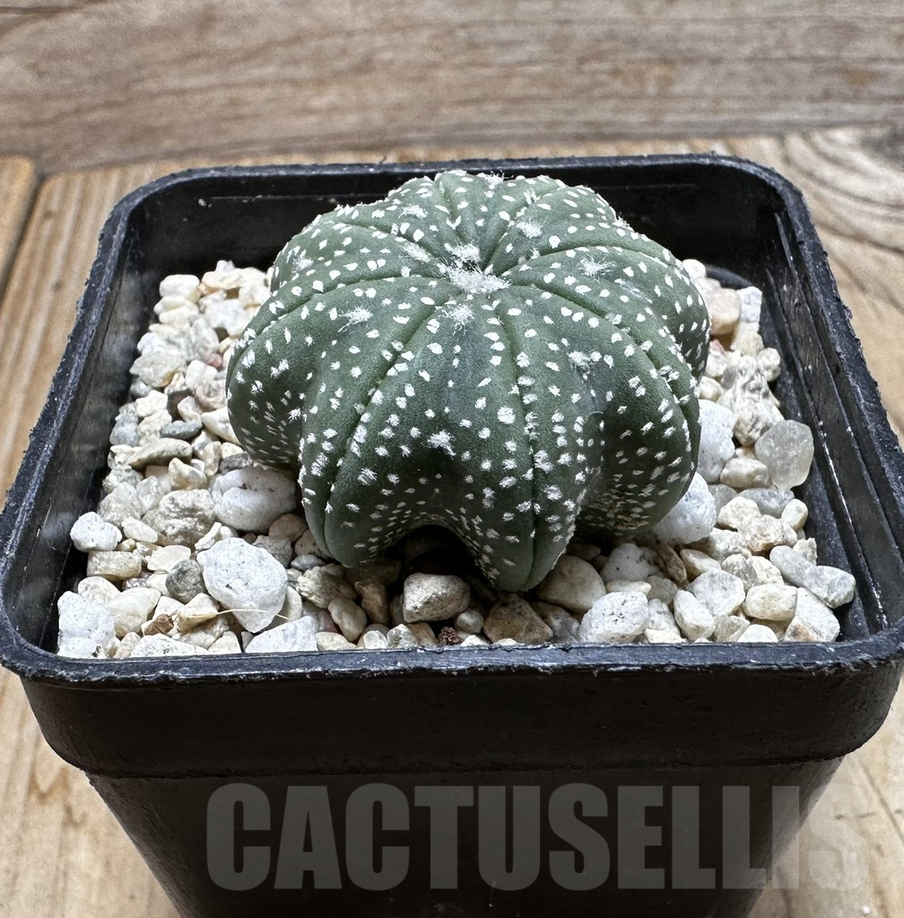 SHPR37740 Astrophytum asterias ‘Star Shape’ - Image 2