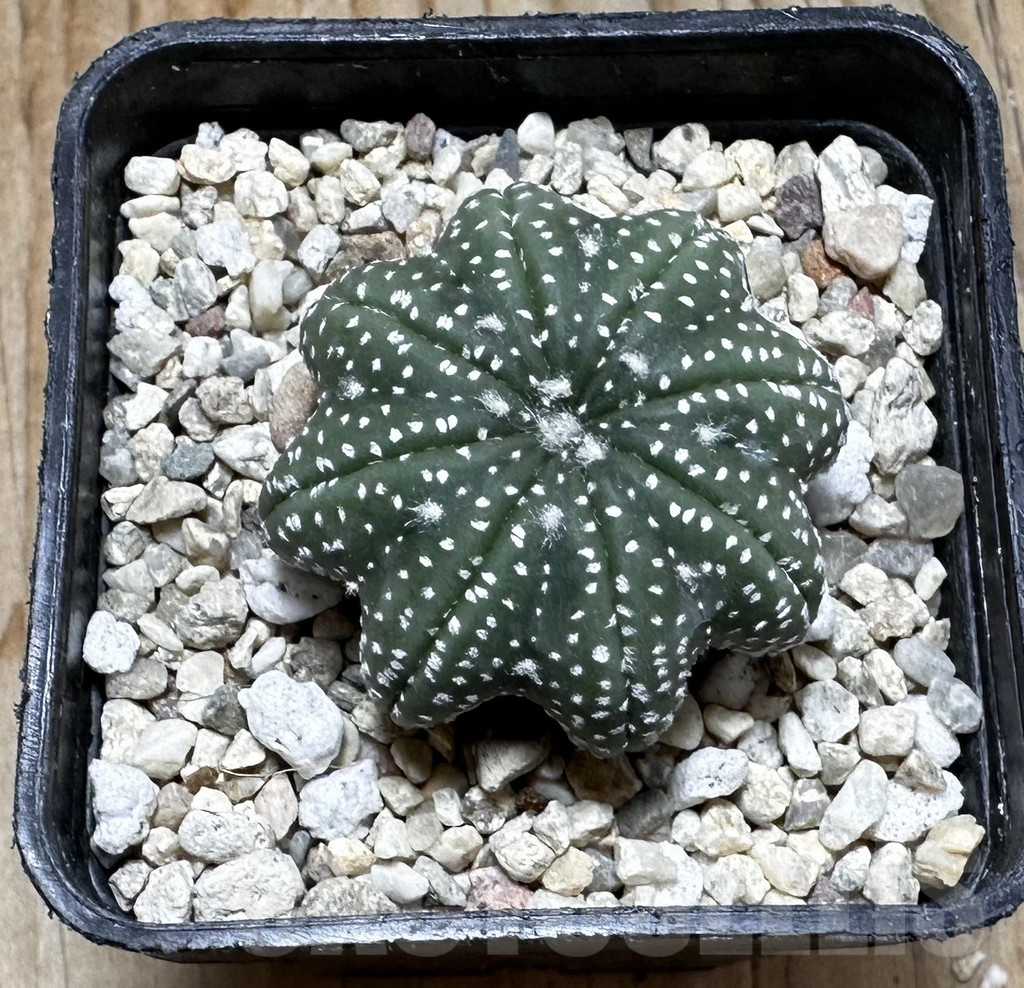 SHPR37740 Astrophytum asterias ‘Star Shape’ - Image 3