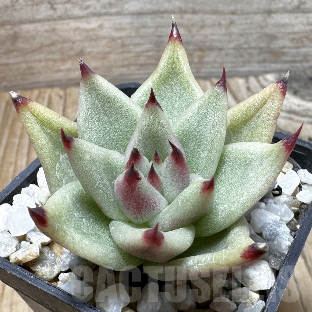SHPR37729 Echeveria agavoides ‘Ebony’