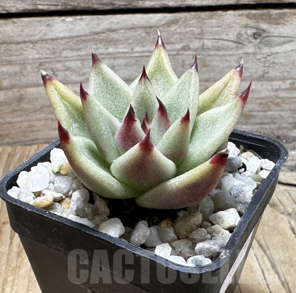 SHPR37729 Echeveria agavoides ‘Ebony’ - Obrázek 2