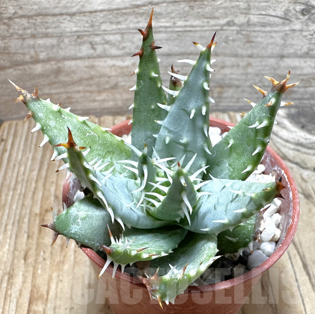 SHPR37744 Aloe erinacea