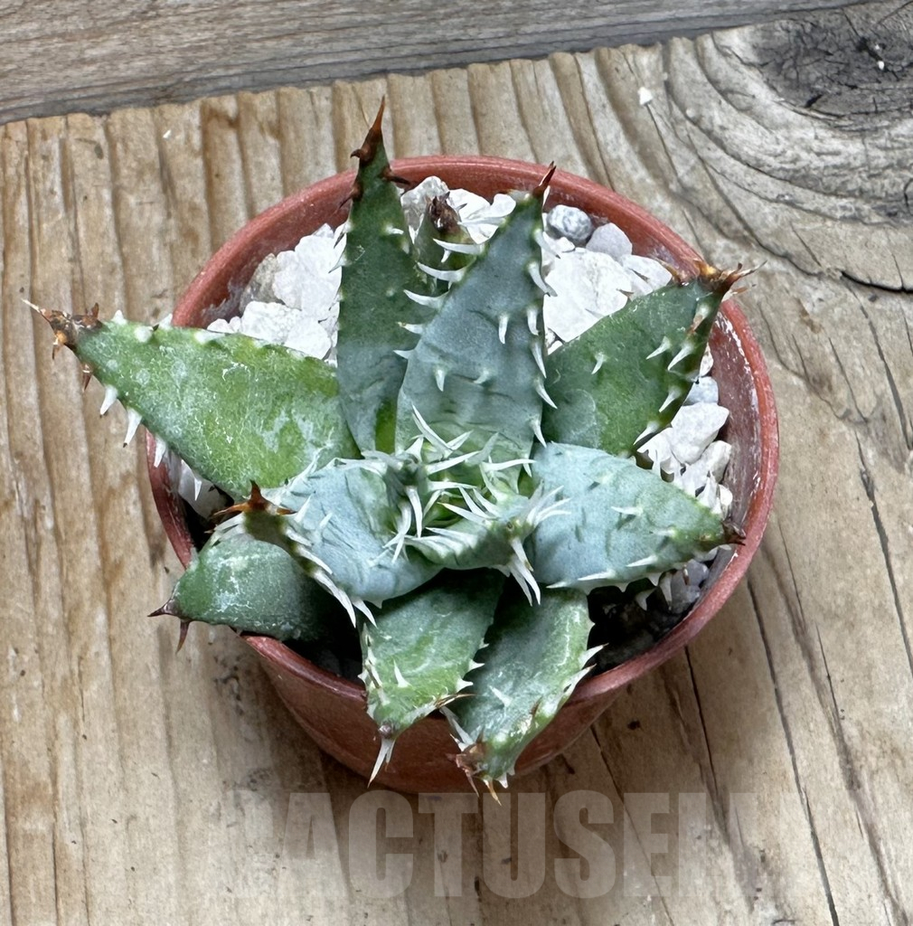 SHPR37744 Aloe erinacea - immagine 2