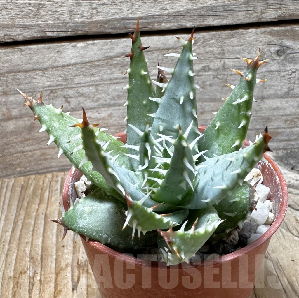 SHPR37744 Aloe erinacea - immagine 3