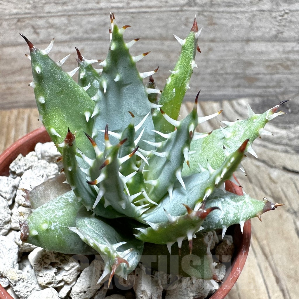 SHPR37745 Aloe erinacea