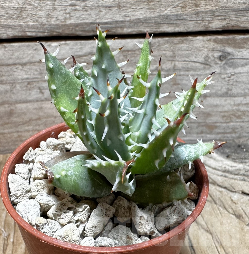 SHPR37745 Aloe erinacea - Image 2