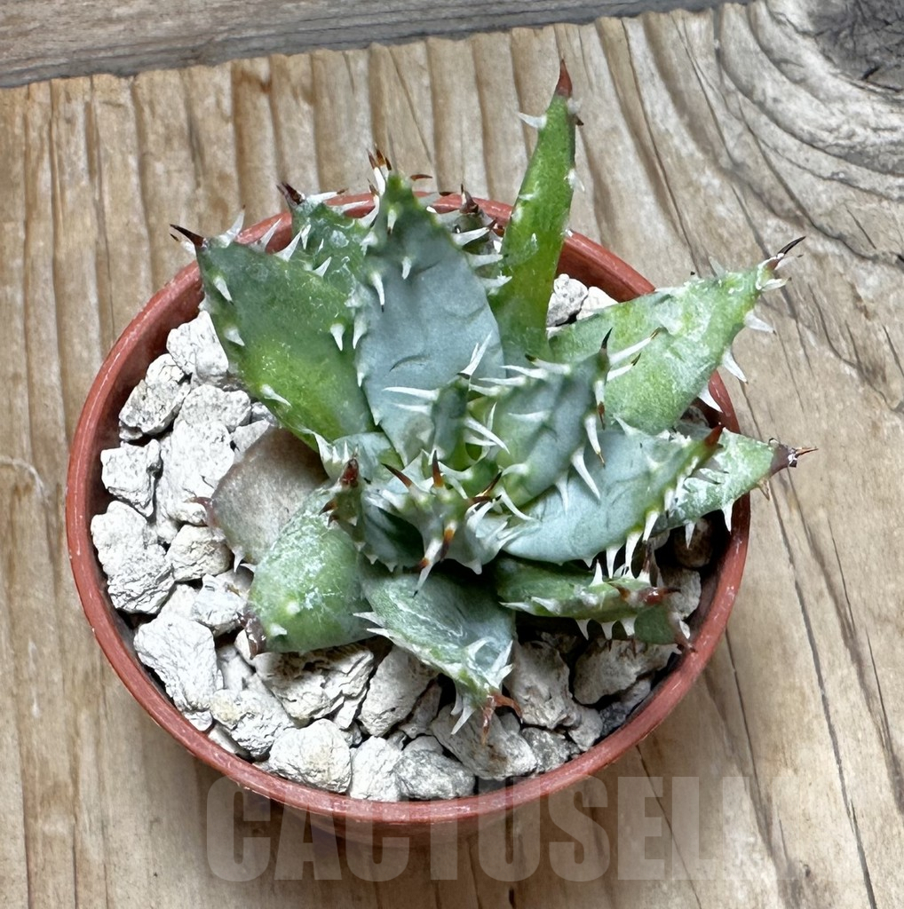 SHPR37745 Aloe erinacea - Image 3