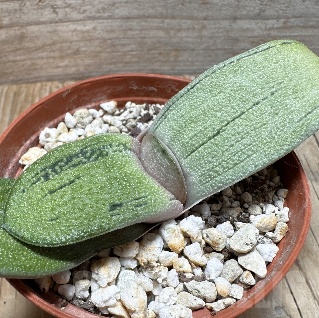 SHPR37749 Gasteria hybrid