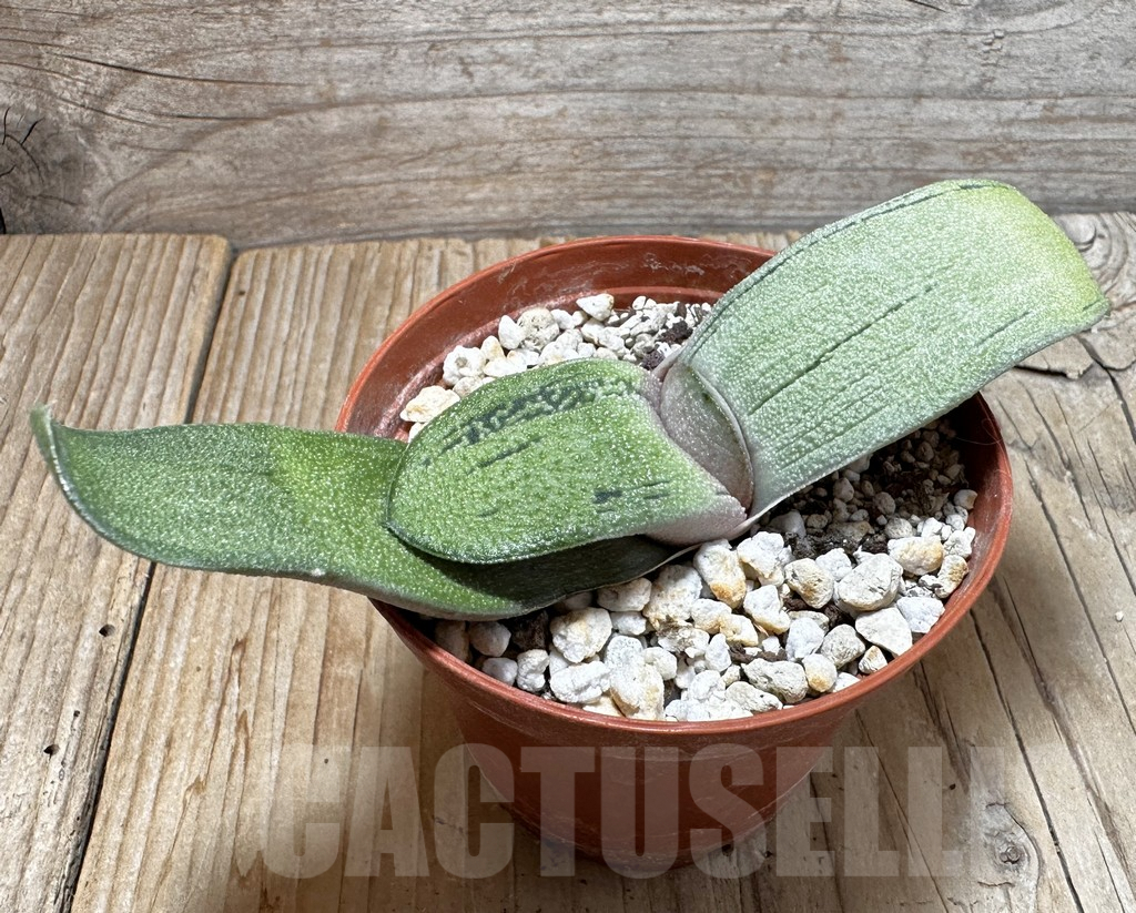 SHPR37749 Gasteria hybrid - Image 2