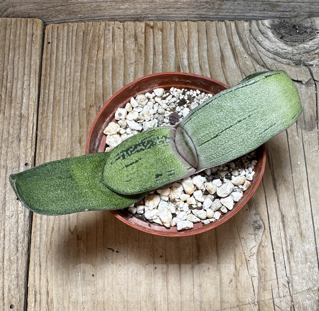 SHPR37749 Gasteria hybrid - Image 3