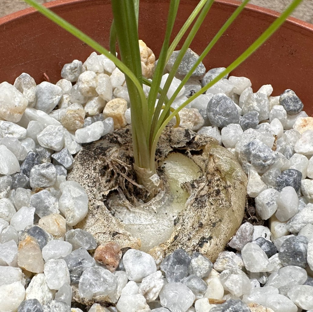 SHPR37753 Albuca spiralis - Image 2