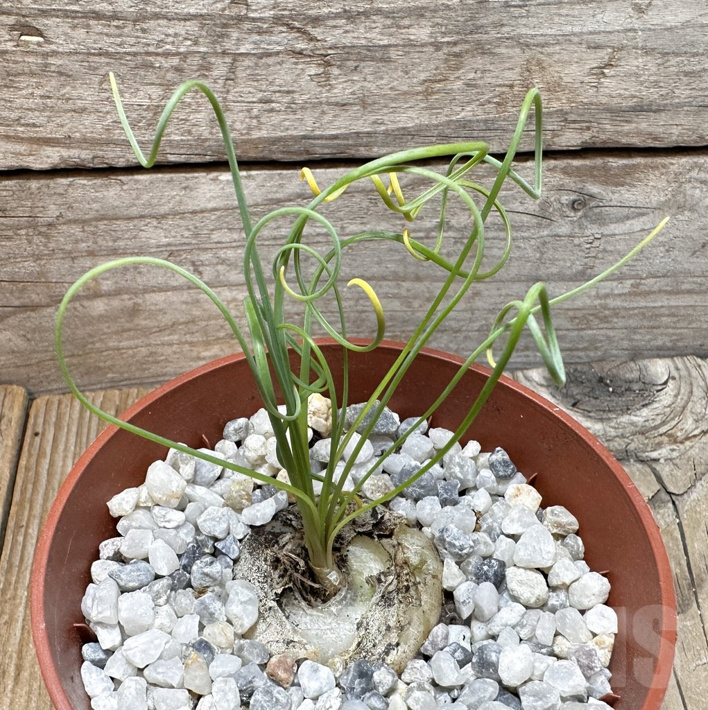 SHPR37753 Albuca spiralis