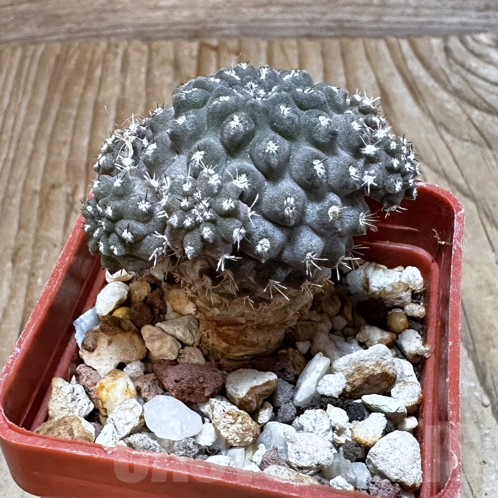 SHPR31069 Eriosyce heinrichiana JA01 -Quebrada Choros, north of La Serena, Chile- - immagine 2