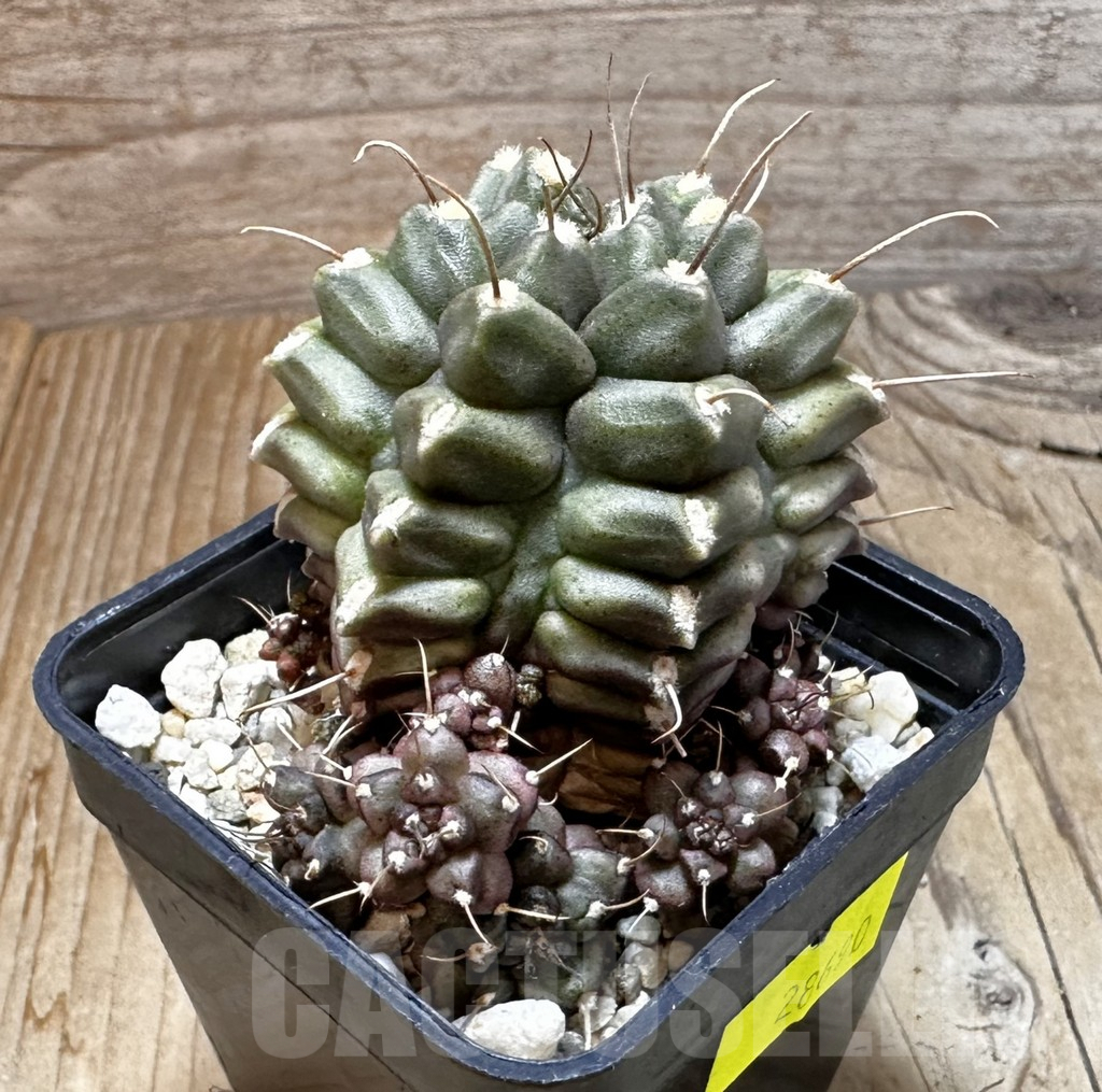 SHPR28690 Gymnocalycium mihanovichii 'North Star B'