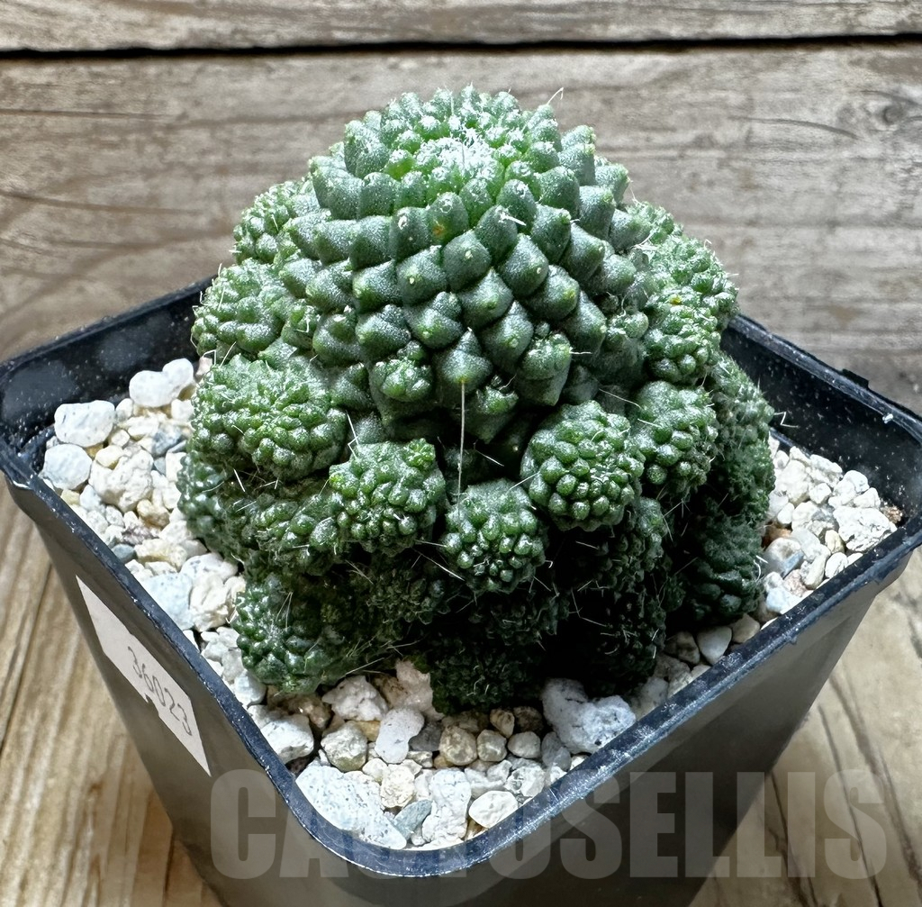 SHPR36023 Mammillaria spinosissima ‘Uno Pico’ f. inermis - Obrázek 2
