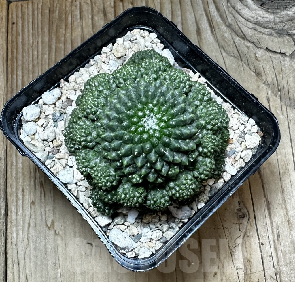 SHPR36023 Mammillaria spinosissima ‘Uno Pico’ f. inermis - Obrázek 3