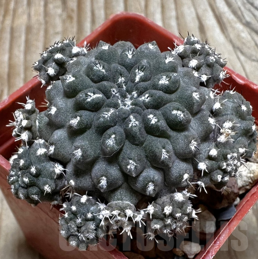 SHPR31069 Eriosyce heinrichiana JA01 -Quebrada Choros, north of La Serena, Chile-